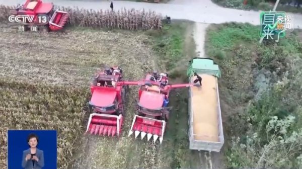 广盛配资 “发霉玉米被端上餐桌”消息不实 毒素超标会被销毁